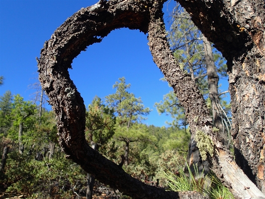 Foto árbol bosque rock desierto
