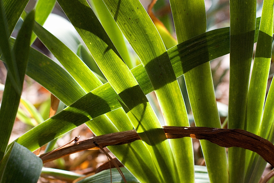 Baum gras zweig anlage