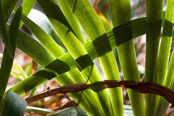 Tree grass branch plant Photo