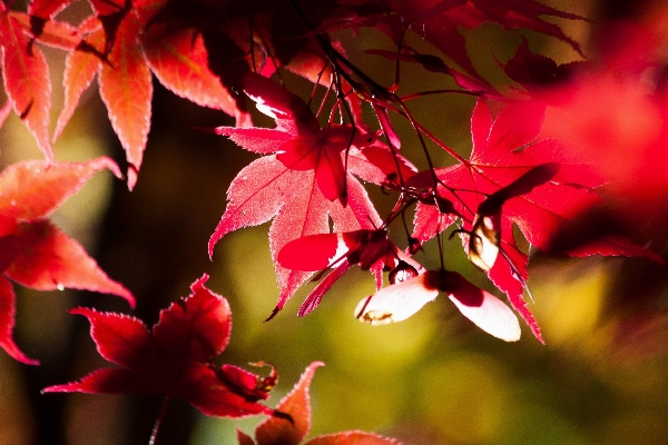 Tree nature branch blossom Photo