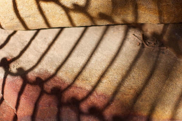 Wing wood texture leaf Photo