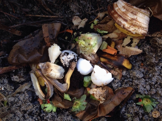 Autumn mushroom flora fungus Photo