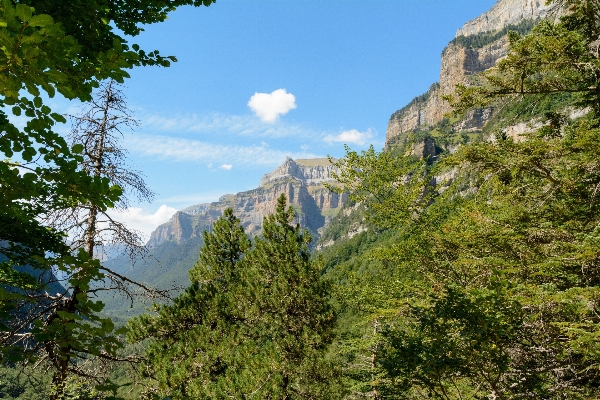 Foto Paesaggio foresta natura selvaggia
 a piedi