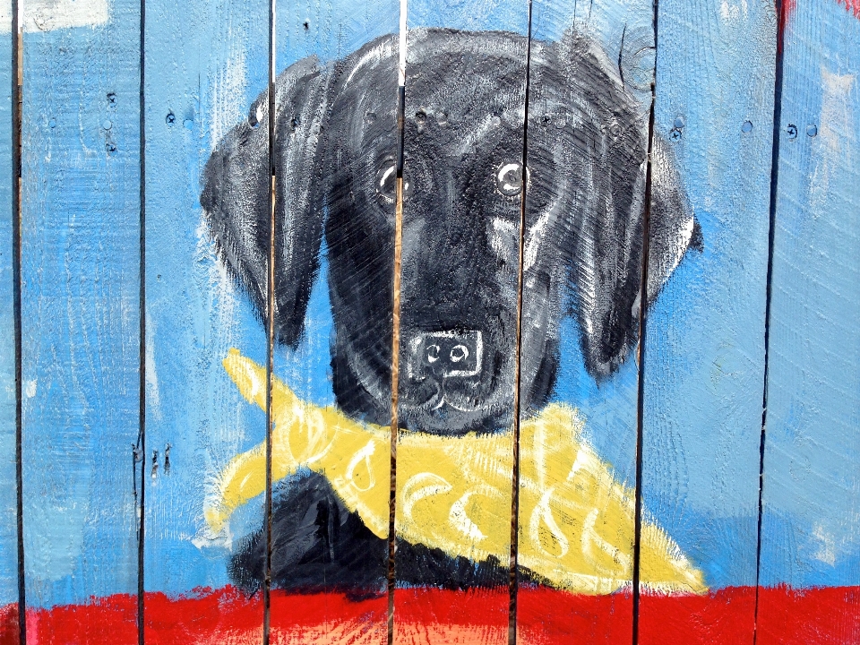 Hund farbe blau graffiti