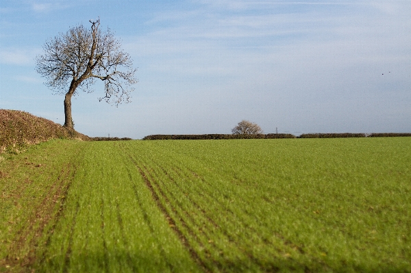 Anlage feld bauernhof wiese
 Foto