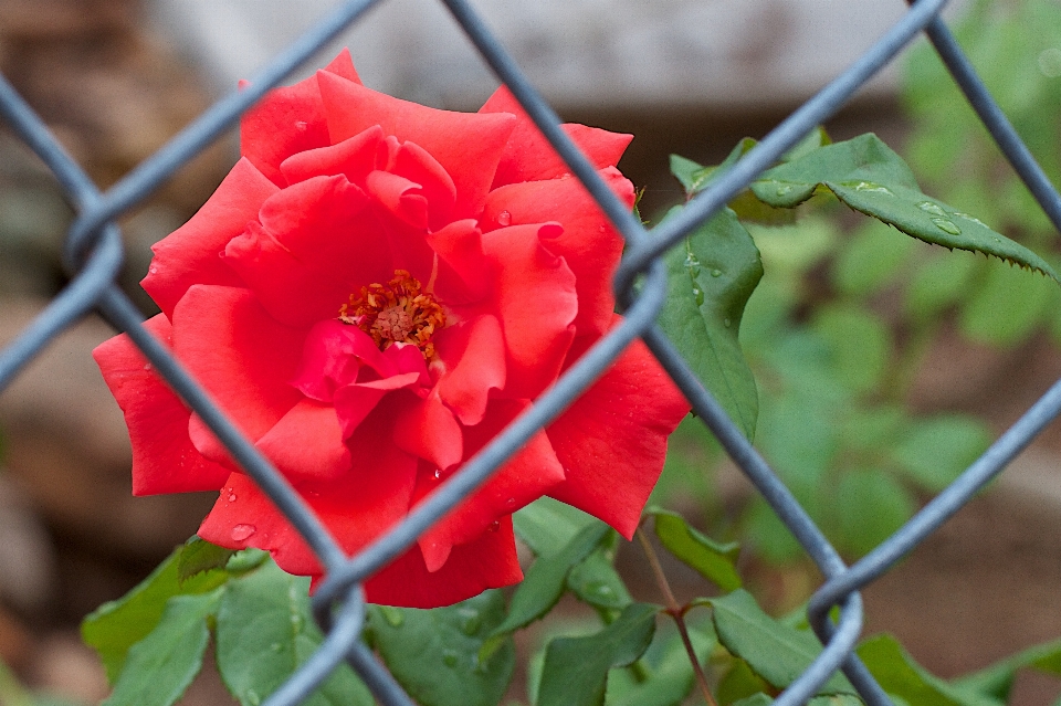 Zaun anlage blume blütenblatt