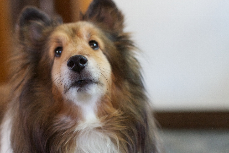 犬 コリー
 哺乳類 脊椎動物
