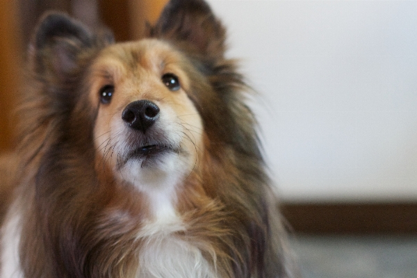 Foto Anjing collie
 mamalia bertulang belakang
