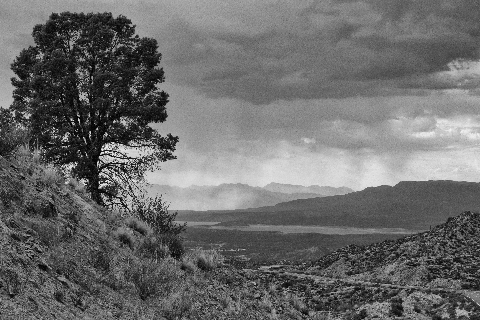 Landscape tree nature rock