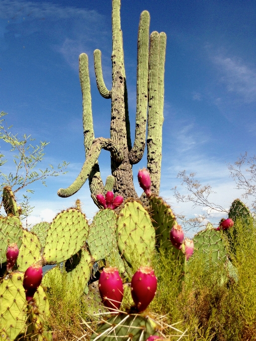 Cactus
 usine fleur botanique
