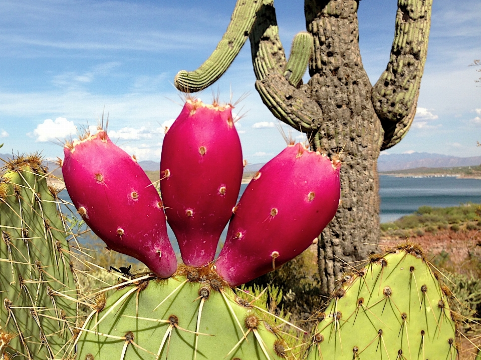 Cactus plant flower food