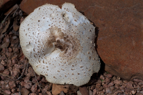 Flower soil mushroom fungus Photo