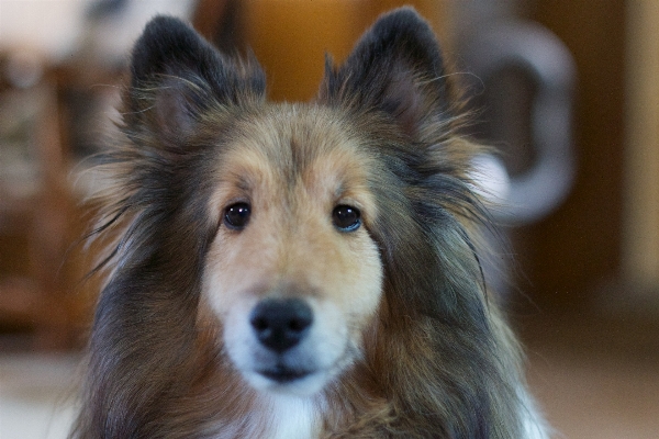 Puppy dog collie mammal Photo