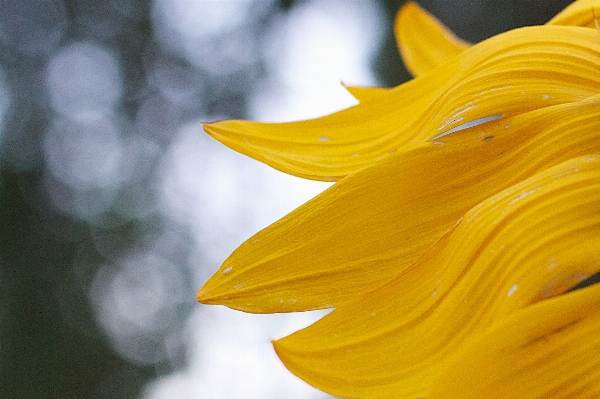 ボケ味
 植物 写真撮影 日光 写真