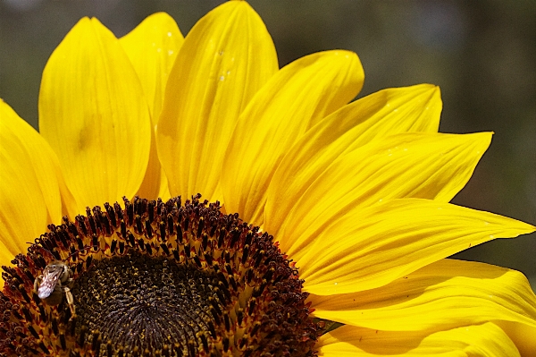 Anlage feld blume blütenblatt Foto