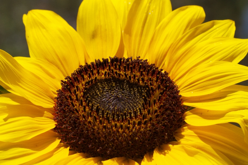 Pianta fiore petalo giallo