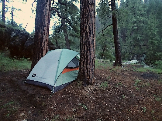 Tree forest wilderness recreation Photo