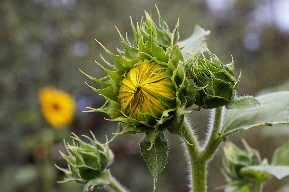 Natureza plantar flor verde