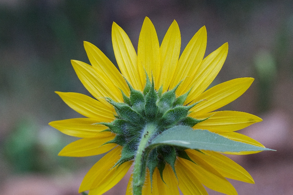 Pianta fiore petalo botanica
