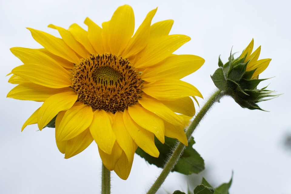 Anlage feld blume blütenblatt