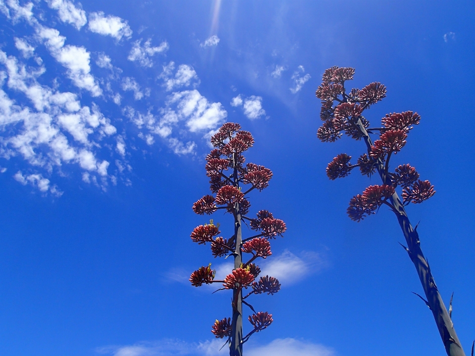 Albero natura ramo fiore