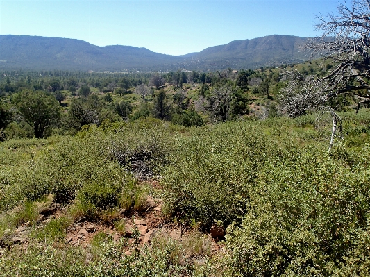 Tree forest wilderness walking Photo