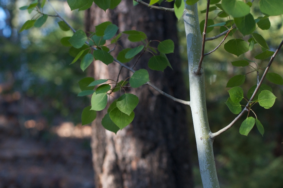 árvore natureza filial plantar