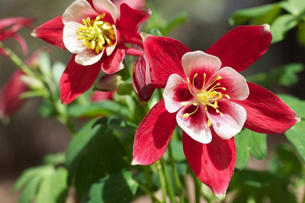 Foto Florescer plantar flor pétala