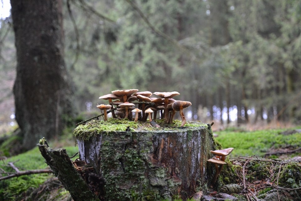 Baum natur wald wildnis
