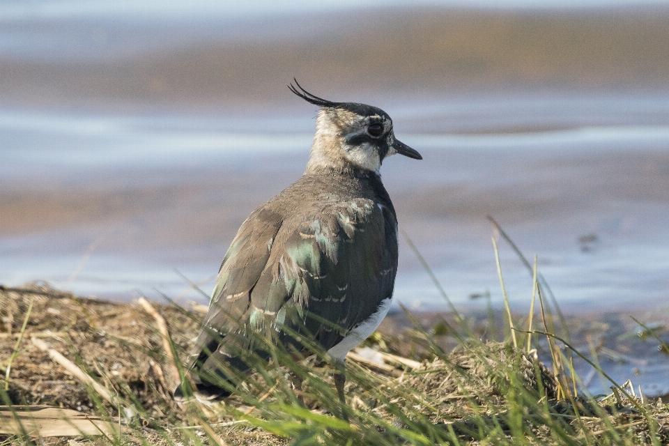 Pájaro pradera
 fauna silvestre pico