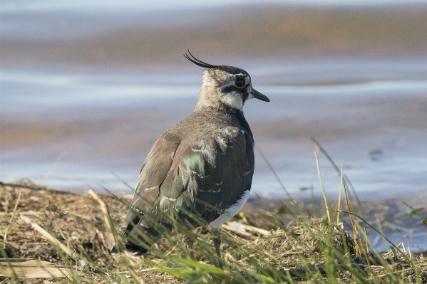 Foto Burung padang rumput
 margasatwa paruh