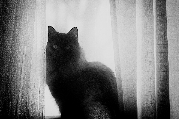 Foto Bianco e nero
 fotografia gattino