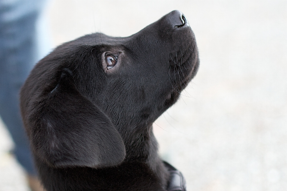 Chiot chien mammifère noir