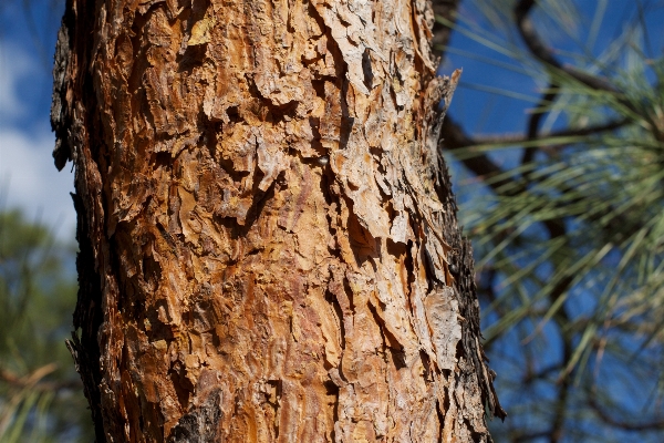 Foto árbol naturaleza bosque rama