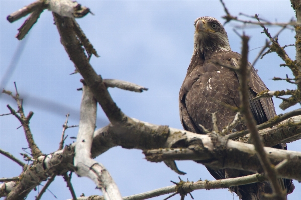 Branch bird wildlife beak Photo