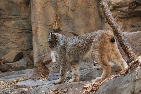 Foto Animais selvagens jardim zoológico mamífero fauna