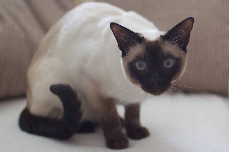 Gato mamífero raquete de neve bigodes
