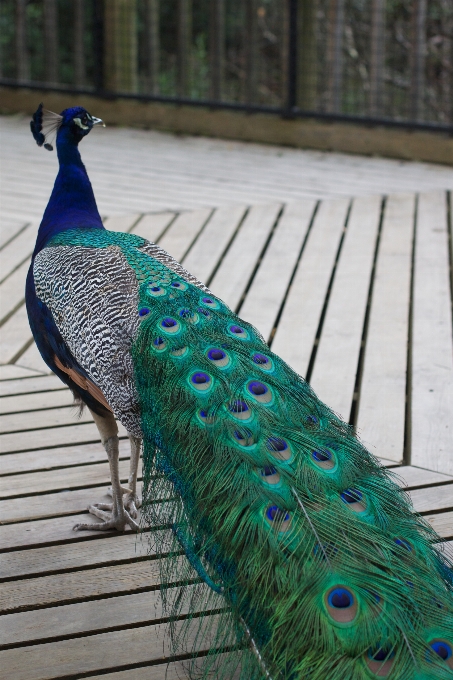 Vogel flügel grün blau