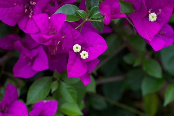 Foto Florescer plantar flor pétala