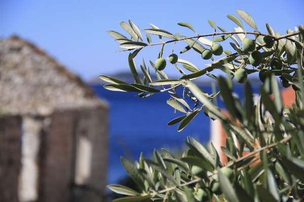 Foto Mare albero natura erba