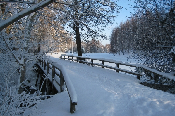 Branch snow winter frost Photo