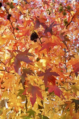 Tree nature branch plant Photo