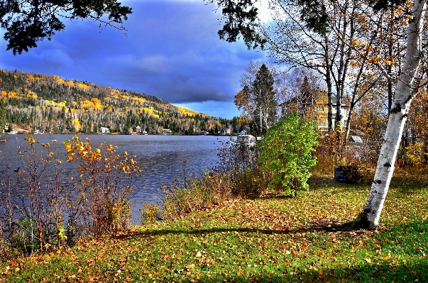 Landscape tree nature forest Photo