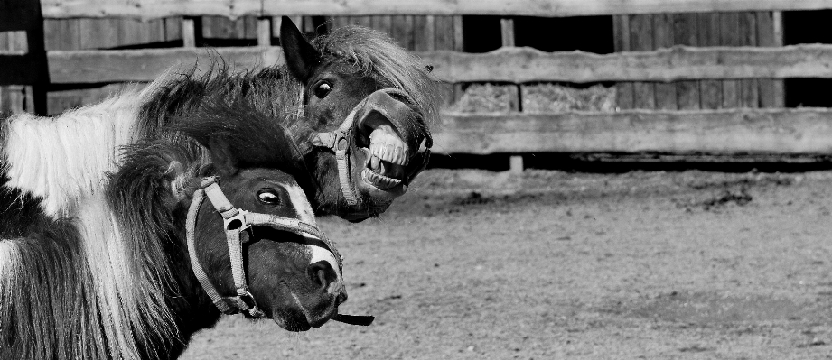 Foto Bianco e nero
 prato
 animale cavallo