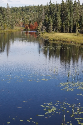 Foto árvore água natureza pântano
