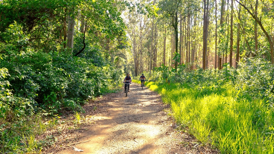 Paesaggio albero natura foresta