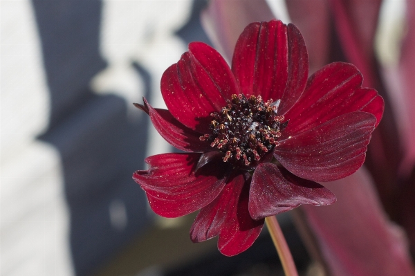 Blossom plant photography flower Photo