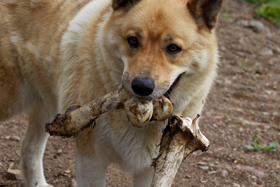 Cachorro animais selvagens mamífero lobo