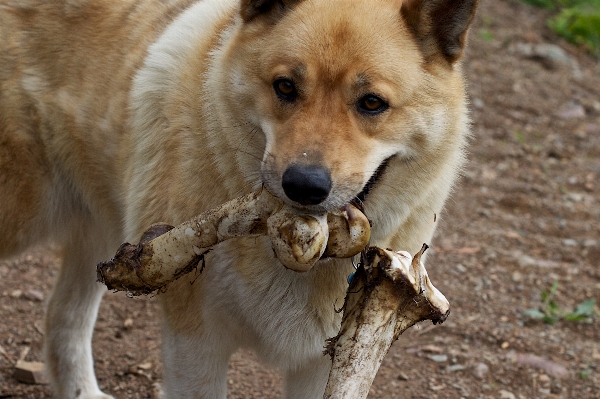 Photo Chien faune mammifère loup