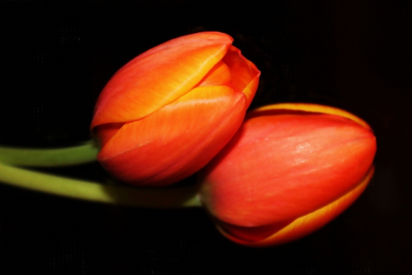 Creative plant fruit flower Photo